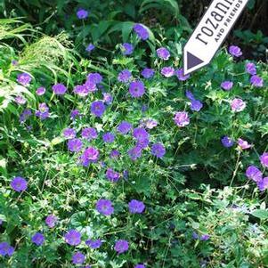 Geranium x 'Rozanne' (Cranesbill)