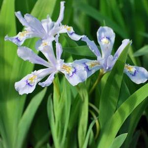 Iris cristata 'Powder Blue Giant' (Dwarf Crested Iris)