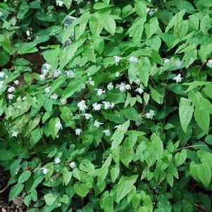 Epimedium x youngianum 'Niveum' (Barrenwort)