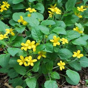 Chrysogonum virginianum (Green and Gold), yellow flowers