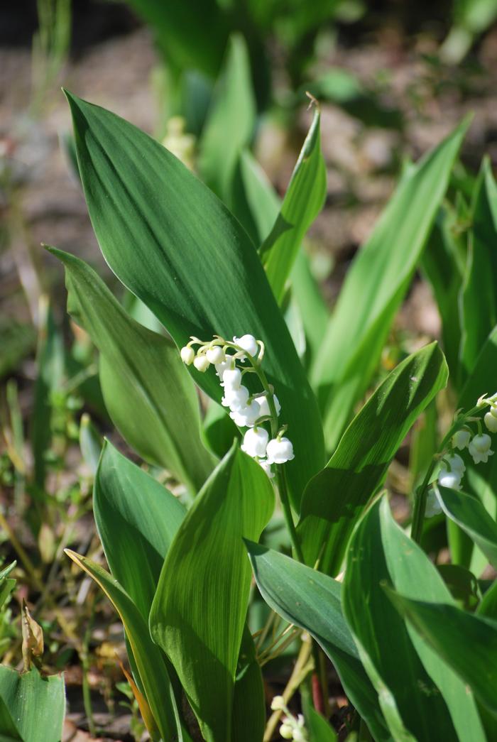 Lily-of-the-Valley (Convallaria majalis)