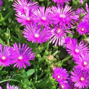 Trailing Hardy Ice Plant (Delosperma cooperi)