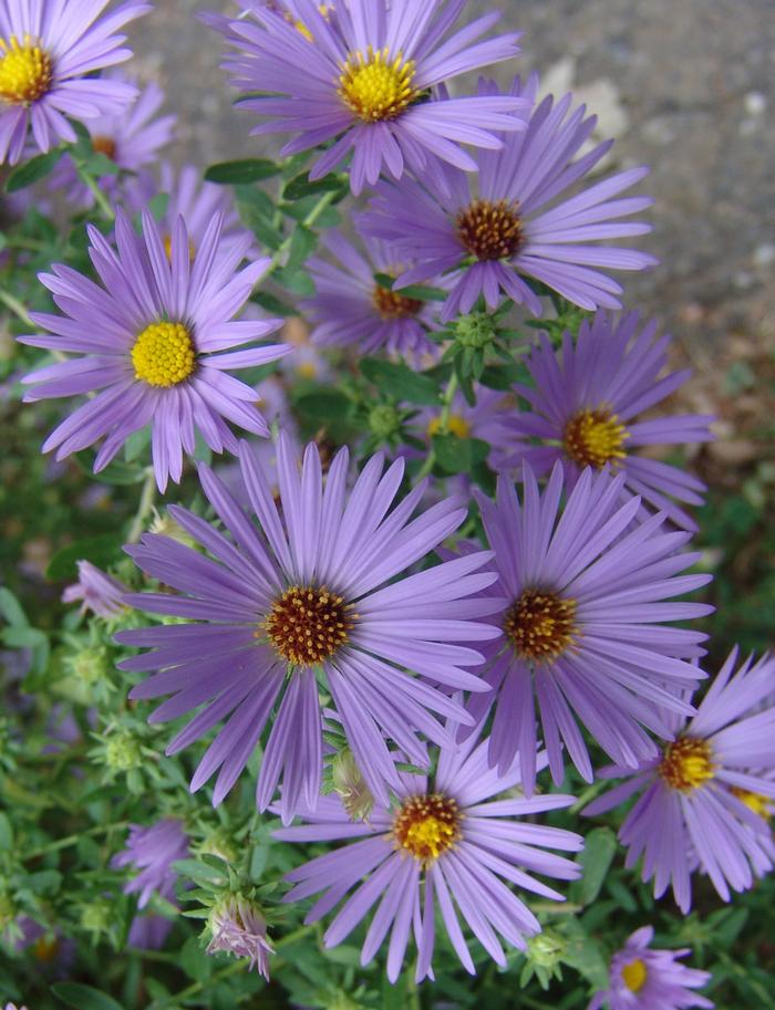 Aromatic Aster (Aster oblongifolius 'October Skies') perennial, purple flowers