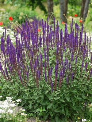 Salvia nemorosa 'Caradonna' (Sage)