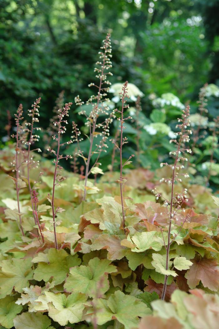 Heuchera x villosa 'Caramel' (Coral Bells)