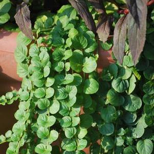 Creeping Jenny (Lysimachia nummularia)