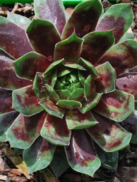 Sempervivum 'Killer' (Hens and Chicks)