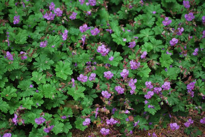 Geranium cantabrigiense 'Karmina' (Cranesbill)