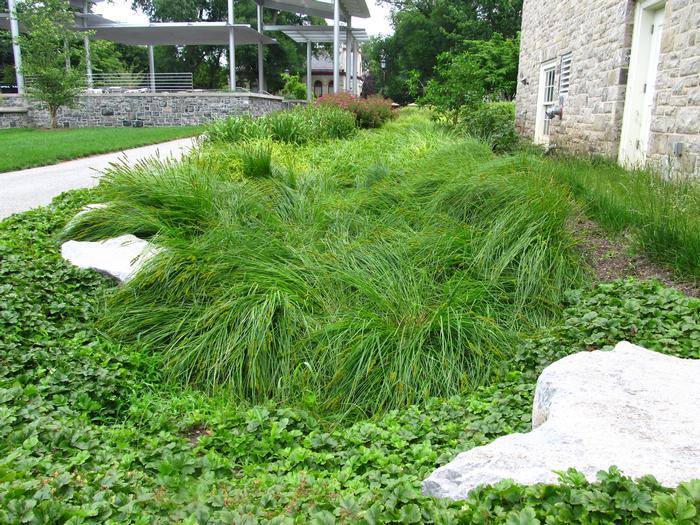 Fox Sedge (Carex vulpinoidea)