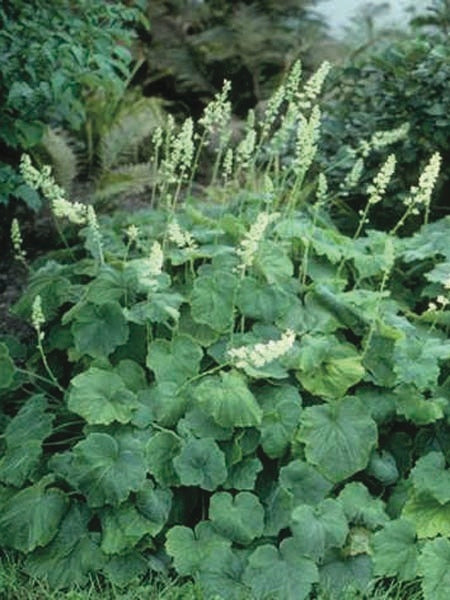 Heuchera villosa 'Autumn Bride' (Coral Bells)