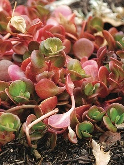 Sedum tetractinum 'Coral Reef' (Stonecrop)