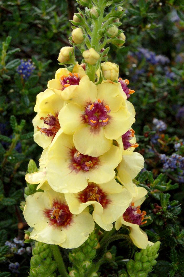 Verbascum x 'Dark Eyes' (Mullein)