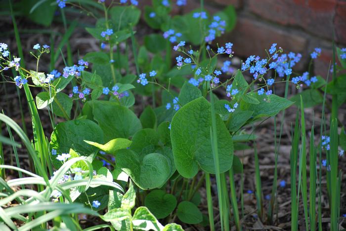 Dwarf Anchusa (Brunnera macrophylla)