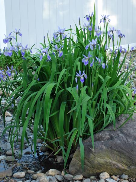 Blue Flag Iris (Iris versicolor), blue flower