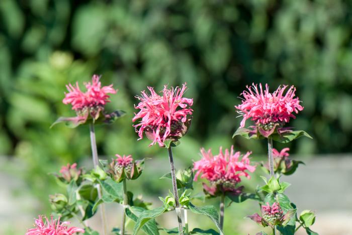 Monarda x 'Raspberry Wine' (Bee Balm)