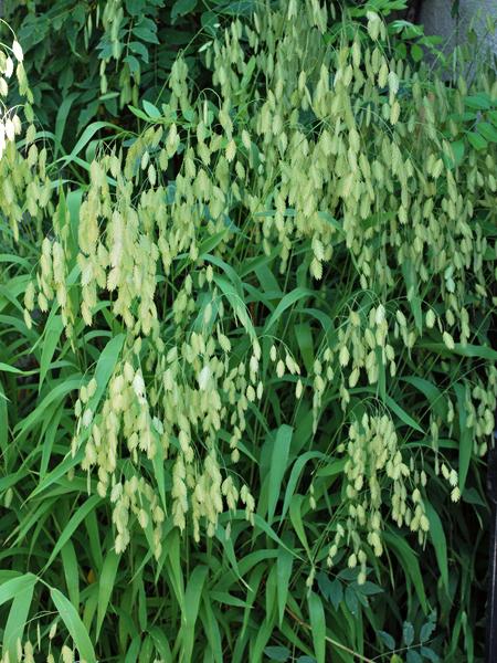 Northern Sea Oats (Chasmanthium latifolium)