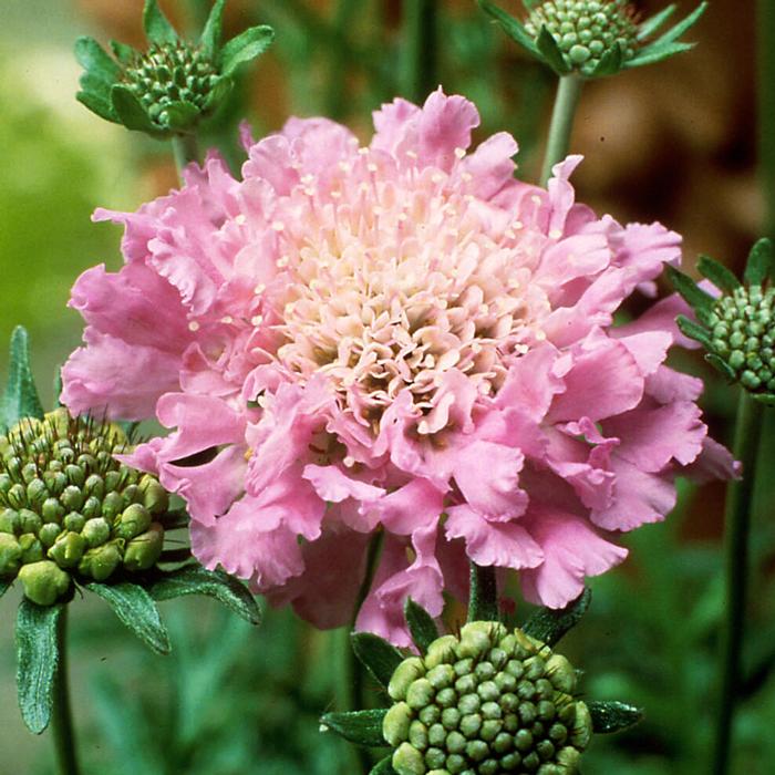 Scabiosa columbaria 'Pink Mist' (Pincushion Flower)