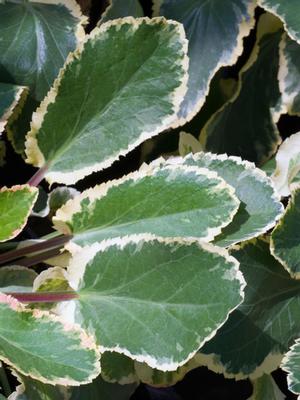 Variegated Sea Holly (Eryngium planum 'Jade Frost')