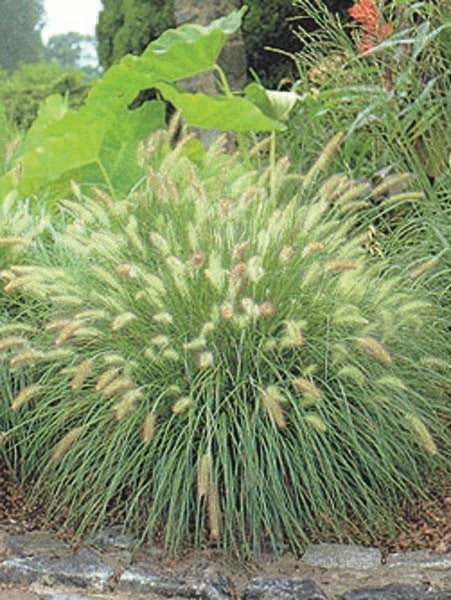 Dwarf Fountain Grass (Pennisetum alopecuroides 'Hameln')