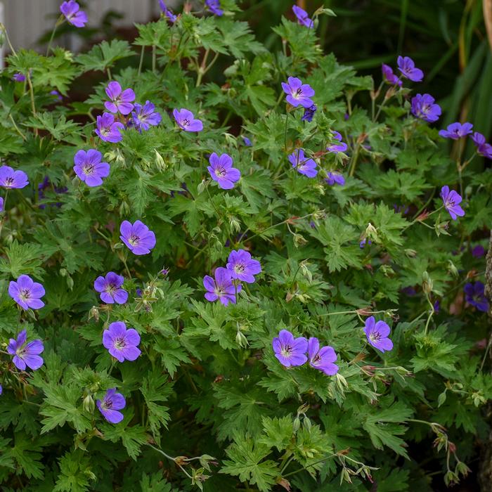 Geranium x 'Rozanne' (Cranesbill)