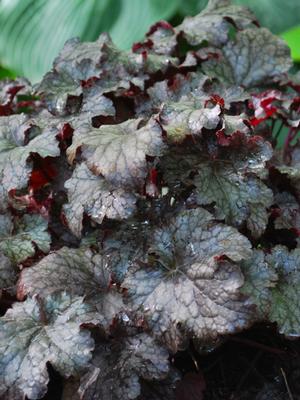 Heuchera x 'Plum Pudding' (Coral Bells)