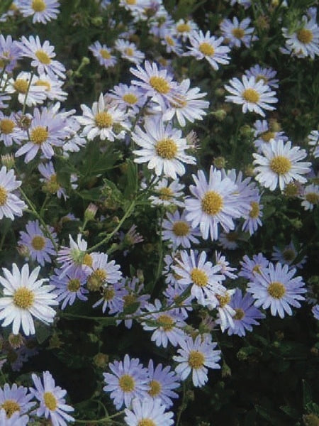 False Aster (Kalimeris incisa 'Blue Star')