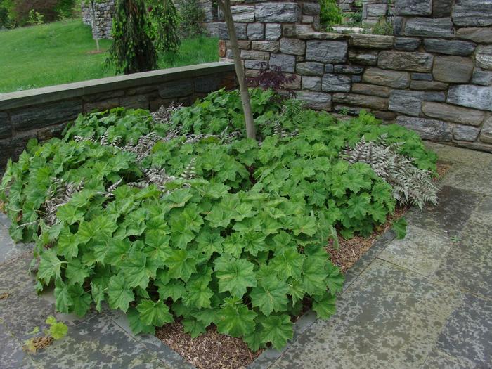 Heuchera villosa 'Autumn Bride' (Coral Bells)