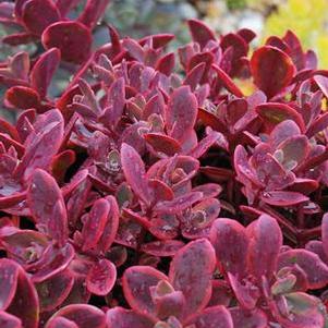 Sedum Sunsparkler® 'Wildfire' (Stonecrop)