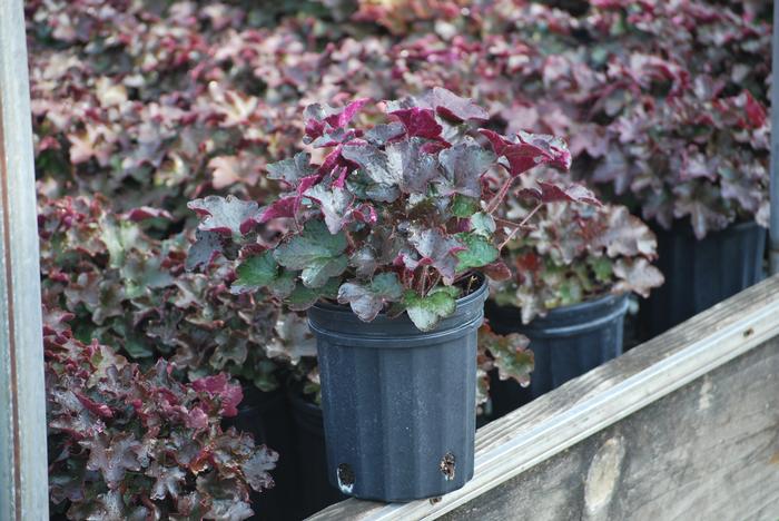 Heuchera micrantha 'Palace Purple' (Coral Bells)