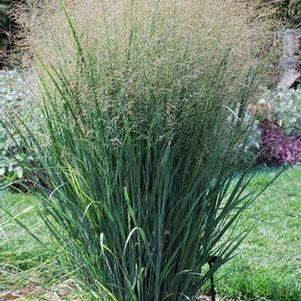 Panicum virgatum 'North Wind' (Blue Switchgrass)