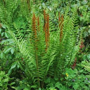 Cinnamon Fern (Osmunda cinnamomea)