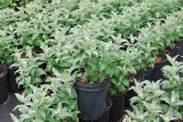 Monarda x 'Blue Moon' (Sugar Buzz® Bee Balm)