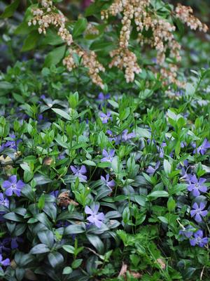 Common periwinkle (Vinca minor), purple flowers