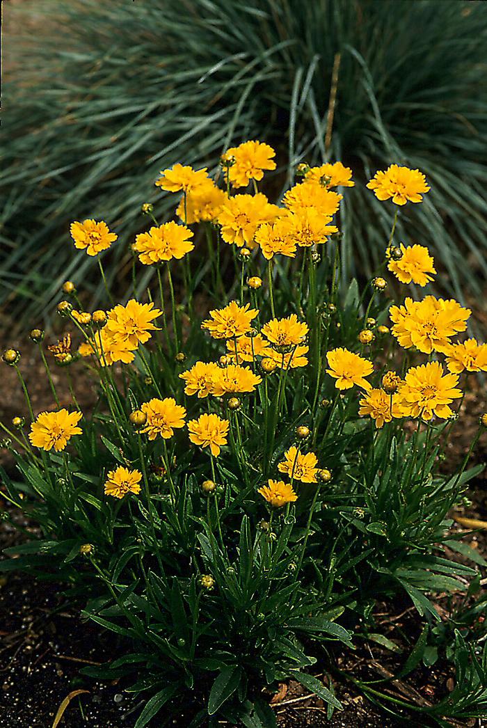 Coreopsis grandiflora 'Early Sunrise' (Tickseed), yellow flowers