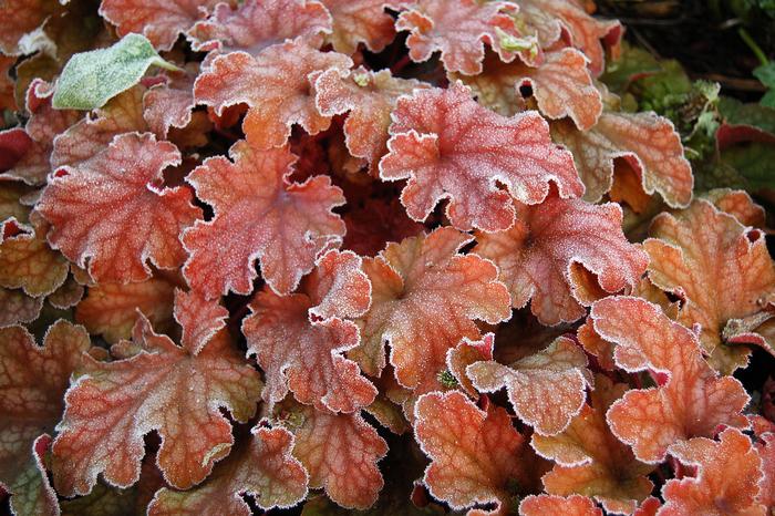 Heuchera x 'Peach Flambe' (Coral Bells)