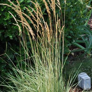 Calamagrostis x acutiflora 'Overdam' (Feather Reed Grass)