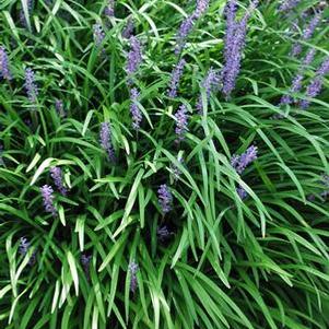 Liriope muscari 'Big Blue' (Lilyturf)