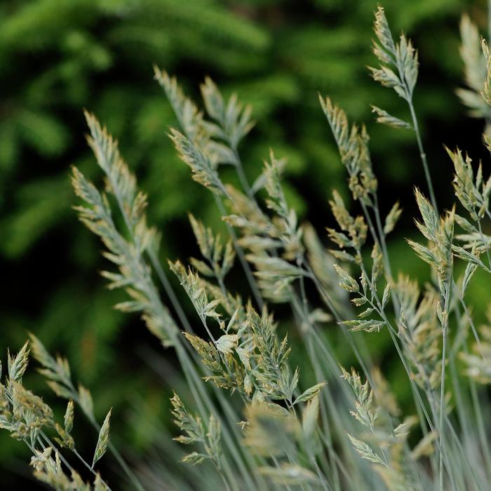 Blue Fescue (Festuca glauca 'Elijah Blue'), grass