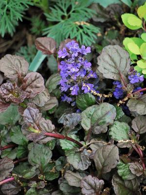 Ajuga reptans 'Bronze Beauty' (Bugle Weed) perennial