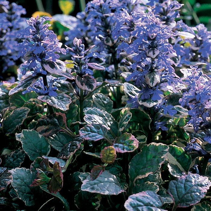 Ajuga reptans 'Burgundy Glow' (Bugle Weed) perennial