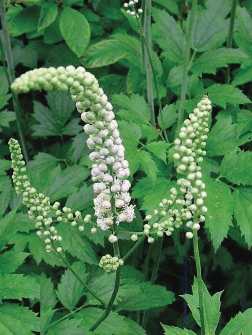 Snakeroot (Actaea racemosa)