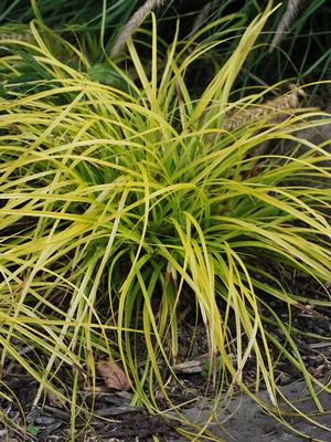 Carex oshimensis Evercolor® Everillo (Sedge)