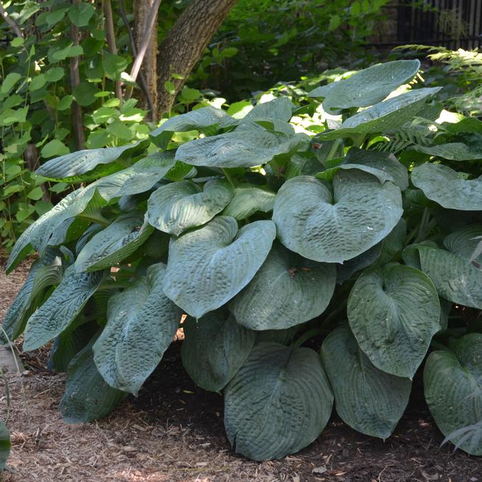 Hosta sieboldiana 'Elegans' (Plantain Lily)