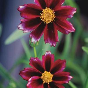 Coreopsis x Big Bang™ 'Mercury Rising' (Tickseed), red flowers