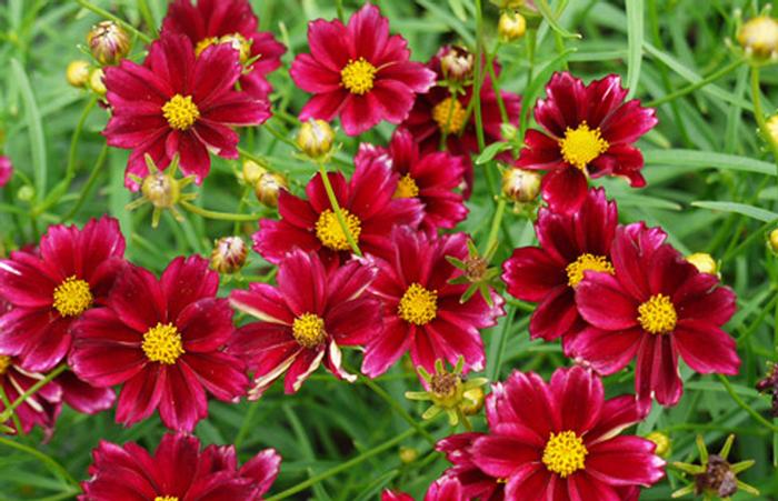 Coreopsis x Big Bang™ 'Mercury Rising' (Tickseed), red flowers