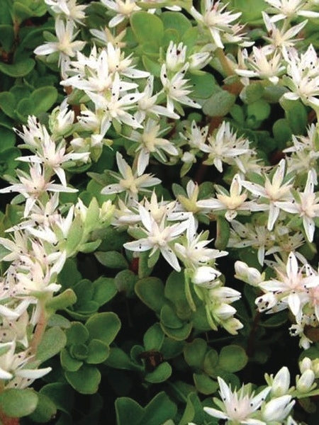 Sedum ternatum (Woodland Stonecrop)