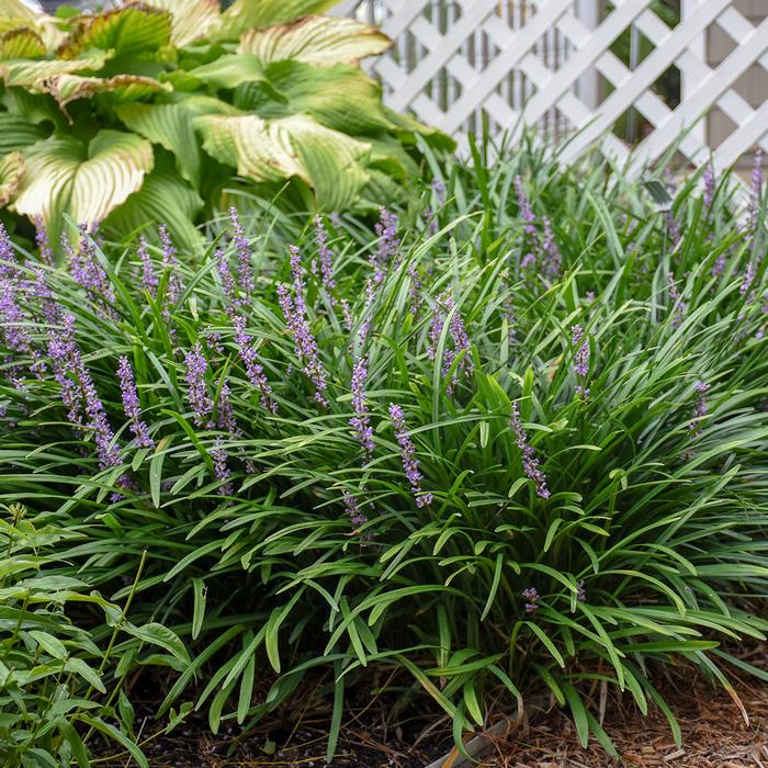 Liriope muscari 'Big Blue' (Lilyturf)