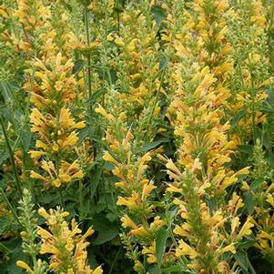 Agastache x Kudos™Yellow (Dwarf Hummingbird Mint) perennial