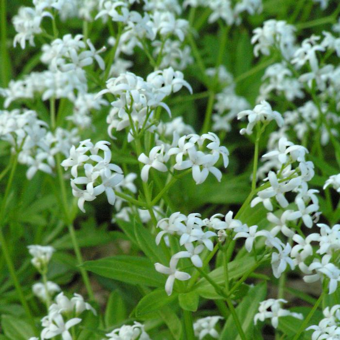 Sweet Woodruff (Galium odoratum)