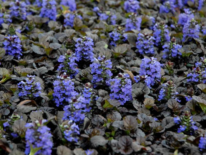 Ajuga reptans 'Black Scallop' (Bugle Weed) perennial